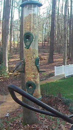 Finch, Nuthatches, Cchickadee, Titmouse, and Woodpecker Enjoy the Feeder