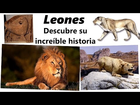 The incredible evolutionary history of lions