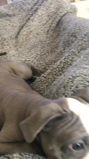 All my love forever #Pitbull #pitbullsoftictok #pittie #dog #dogs #pibulllove #dogsofttiktok #doglover #doggo #doglove #bully