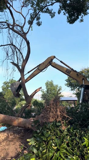 Unbelievable, Watch This Giant Tree Fall Down Fast! #automobile #constructionequipment #xcavator