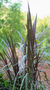 Black napier grass, also known as Pennisetum purpureum, is a remarkable forage crop that has garnered attention for its robust growth and nutrient-rich profile. Originating from tropical regions, this perennial grass thrives in warm climates and is highly valued for its high digestibility and protein content. Farmers often use it as fodder for livestock due to its ability to produce significant biomass throughout the year. With a deep root system, black napier grass is resilient against drought 