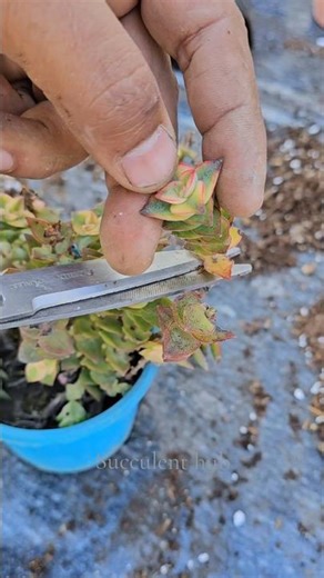 Free plants? Yes please! 🌿How to grow String of Buttons from a single cutting.
