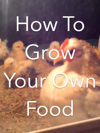 How To Grow Your Own Food #Delicious #Cooking #Healthy #MealPrep | Food Prep