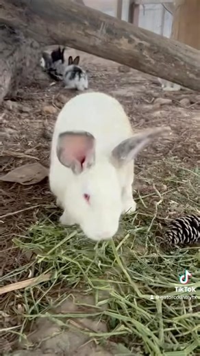 Part 1 Gator Country Gator Egg Hunt! Come on out this Saturday April 19th for the bestest Easter 🐣 Egg Hunt Ever!!! Tons of prizes for the kiddos!!! #cuteanimals #bunnies #easter #beaumonttx #familytime #alligators | Gator Country Beaumont Texas