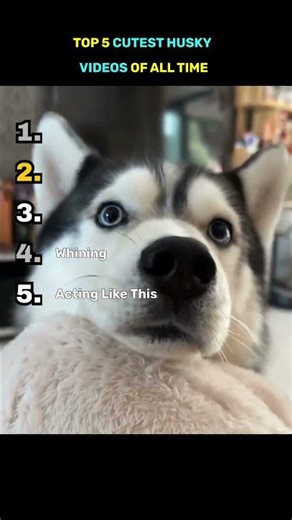 Top 5 Cutest Husky Videos Of All Time🐕
