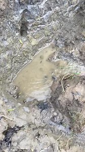 Beautiful river fishing | Daily Fishing Life