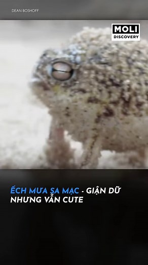 Ếch mưa sa mạc: loài ếch mập ú sống ở sa mạc, giận giữ nhưng vẫn cute #POPSTV #MoliDiscovery | POPS TV Vietnam