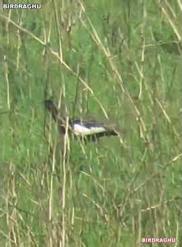 Critically Endangered Bengal Florican: Observation from Bhuniyapara, Manas #BirdWatching