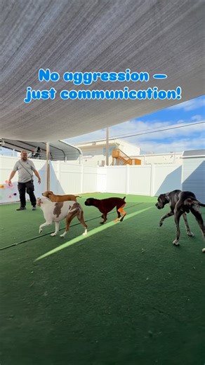 16 shares | At Barks & Bones, we don’t punish growling — we listen to...