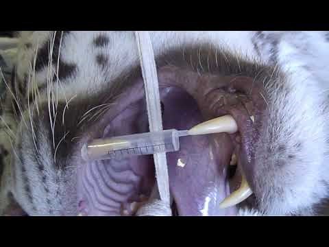 TIGER semen extraction