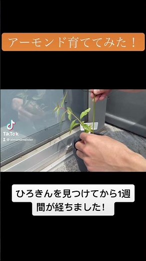 アーモンドを種から育ててみた！【1週間】