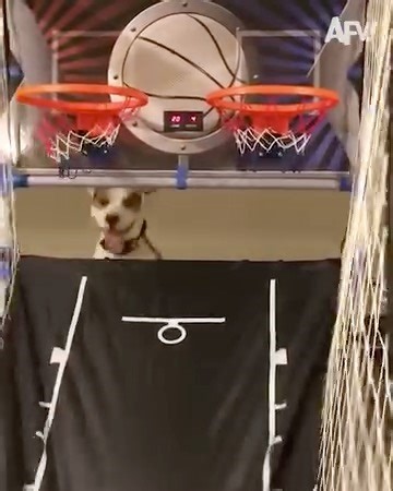 Bloopers on the basketball court! 🏀😂 | America's Funniest Home Videos