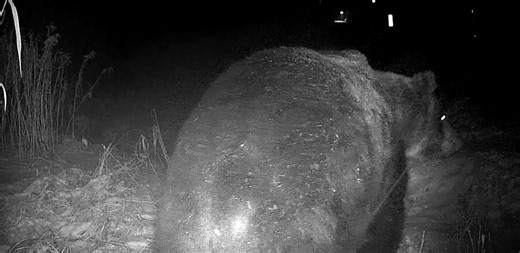 北海道苫前町に出没した体重400キロのヒグマ ハンターが動画撮影