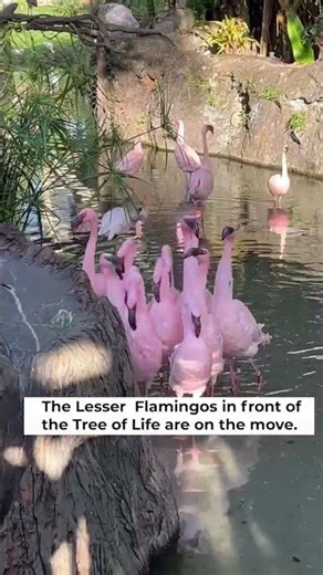 Did you know flamingos have over 130 dance moves? #AnimalKingdom #DisneyAnimals #FlamingoMarch