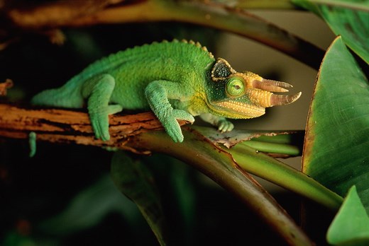 This Is How to Care for Jackson's Chameleons