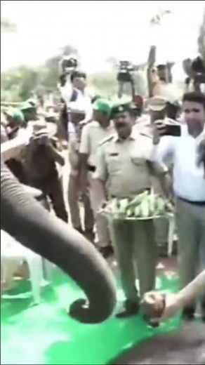 కుంకీ ఏనుగులకు ఆహారం అందిస్తున్న డిప్యూటీ సీఎం పవన్ కళ్యాణ్