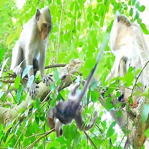 Baby monkey almost fell down, begging Mom for help. Monkey Life | Monkey Life