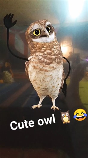 cute owl 🦉😂 #owl #dance #shortsfeed