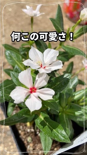 暑さに強い可憐な花爆誕🌸【ガーデニング】#shorts #ガーデニング #gardening #サントリーフラワーズ #pr #植物 #園芸