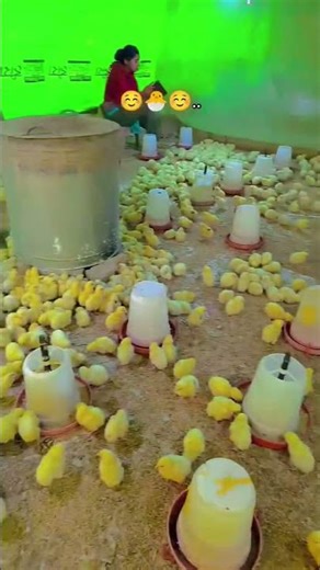 3 Days old broiler chicks very fast growth tips broiler farming tips #poultryfarmers #poultryworld