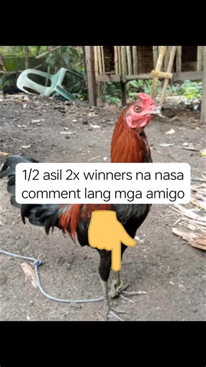1/2 asil 2x winners na nasa comment lang mga amigo | Jfg Fowl Breed