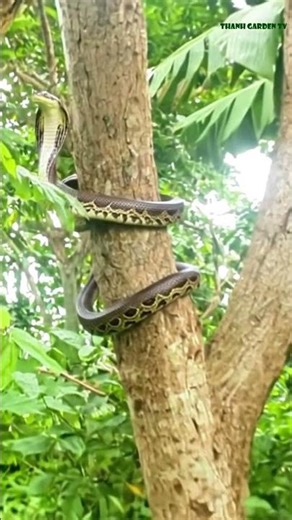 Rare Cobra Encounter in the Forests of Vietnam! #Cobra #KingCobra #Snake #Wildlife #Jungle #short