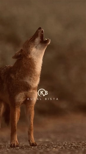 golden jackal sounds | golden jackal howling #wildlifephotography #kusalbista