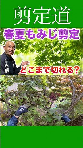 🔰《Spring & Summer Japanese Maple Pruning》How to create lower branches!! #PruningMethods #Gardenin...