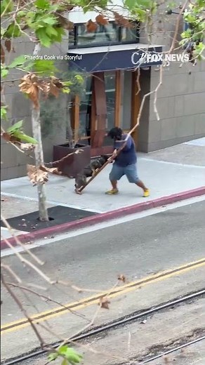 Police dog TAKES DOWN suspect armed with cane #shorts #us #news #foxnews #dog #police