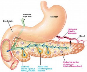 The Digestive System