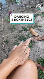 It looks SO much like an actual stick?! 😲 | ViralHog