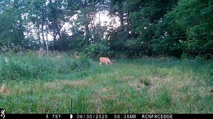 1.6K views · 26 reactions | Great video from the Browning Trail Cameras Recon Force Edge. What are you seeing in your area? | Trailcampro.com | Facebook