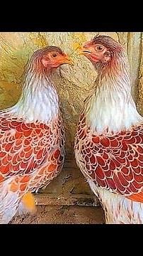 **"Free-Range Fancy Chicken Breeds Documentary | Daily Care, Feeding, Breeding & Chicken Coop Setup