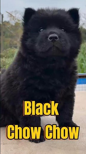 This is how a Black Chow Chow grows up!