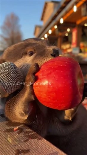 Otter vs. Apple ASMR #shorts #asmr