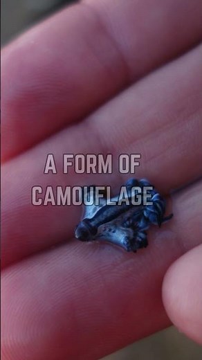 🌊 Discover the Mysterious World of the Blue Dragon Sea Slug! 🐉