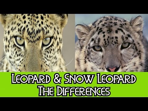 Leopard & Snow Leopard - The Differences