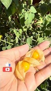 The Tiny Superfruit That Could Save The World #rasbhari