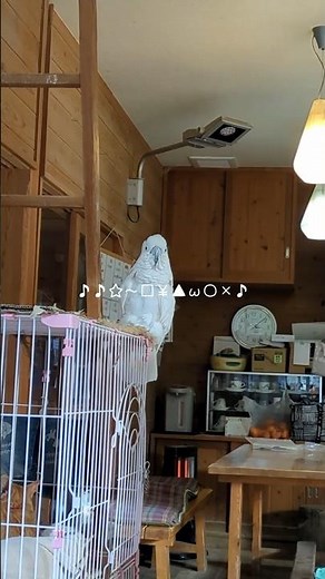 Kyoro-chan suddenly switches on to singing [Shibukawa Zoo] Kyoro-chan, the father of three Taihak...
