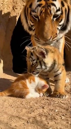 Tiger Cub Hugs Kitten: Unlikely Animal Friendship