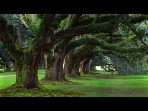 The Borax and Boron Miracle 3 - The Arthritis Cure of Rex Newnham