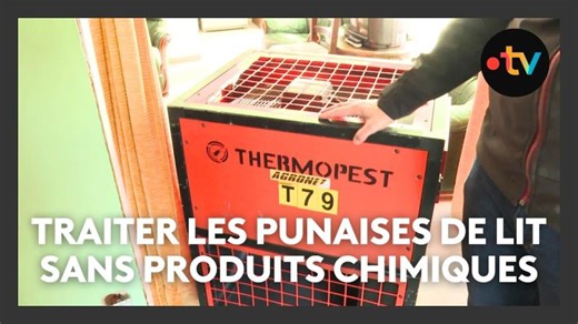 Punaises de lit : vaste opération pour les traiter sans produits chimiques dans 200 logements à Nice | Denis GUERRE