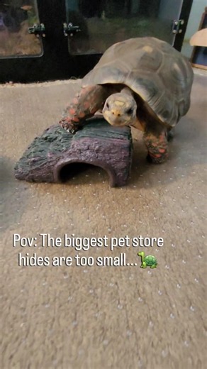 When the petstore doesn't make hides big enough for your reptile...🐢