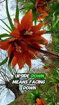 This flower grows upside down 🌷 | Learn English with Nature