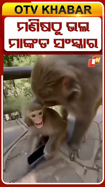 ପିଲାକୁ ସଂସ୍କାର ଶିଖାଉଛି ମାଙ୍କଡ, ଉତ୍ତରାଖଣ୍ଡ ପୋଲିସ ପକ୍ଷରୁ ଏକ୍ସରେ ପୋଷ୍ଟ ହୋଇଥିବା ଏହି ଭିଡିଓ ଏବେ ଚର୍ଚ୍ଚାରେ