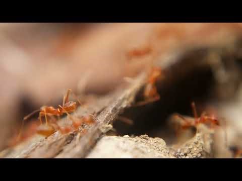 Insects: Smarter Than You Think