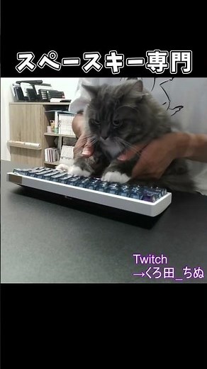 【切り抜き】なぜかスペースキーだけ狙ってくる猫に困るメイド男性 #shorts #猫 #キーボード #タイピング配信
