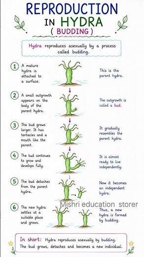 Reproduction in hydra | budding | hydra | budding in hydra