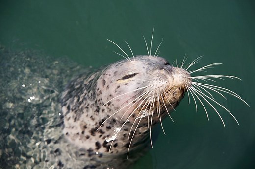 Artificial whisker reveals source of harbor seal’s uncanny prey-sensing ability