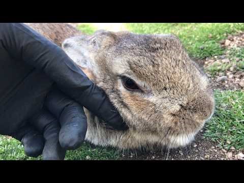 I touched the chubby bunny's cheeks and it melted.